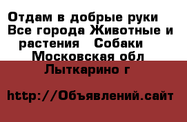 Отдам в добрые руки  - Все города Животные и растения » Собаки   . Московская обл.,Лыткарино г.